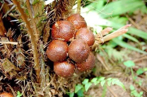 ‘How I got my fix of dragon eye, and snake fruit from Indonesia’